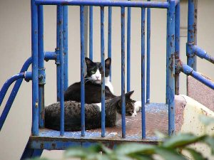 落合琢（おちあいたく）動物たちの写真